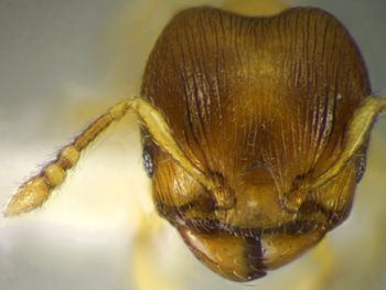 Media type: image;   Entomology 34218 Aspect: head frontal view